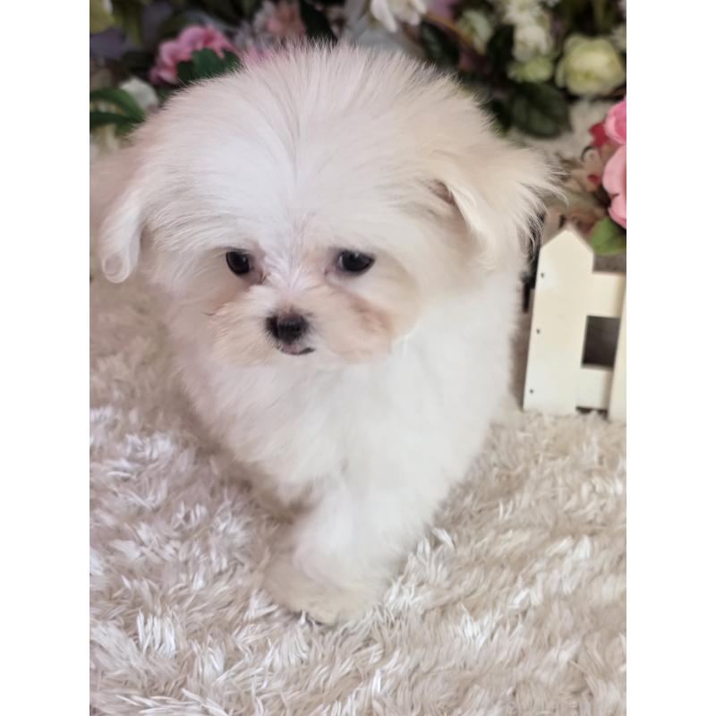 販売中の大阪府のマルチーズ-416198の2枚目