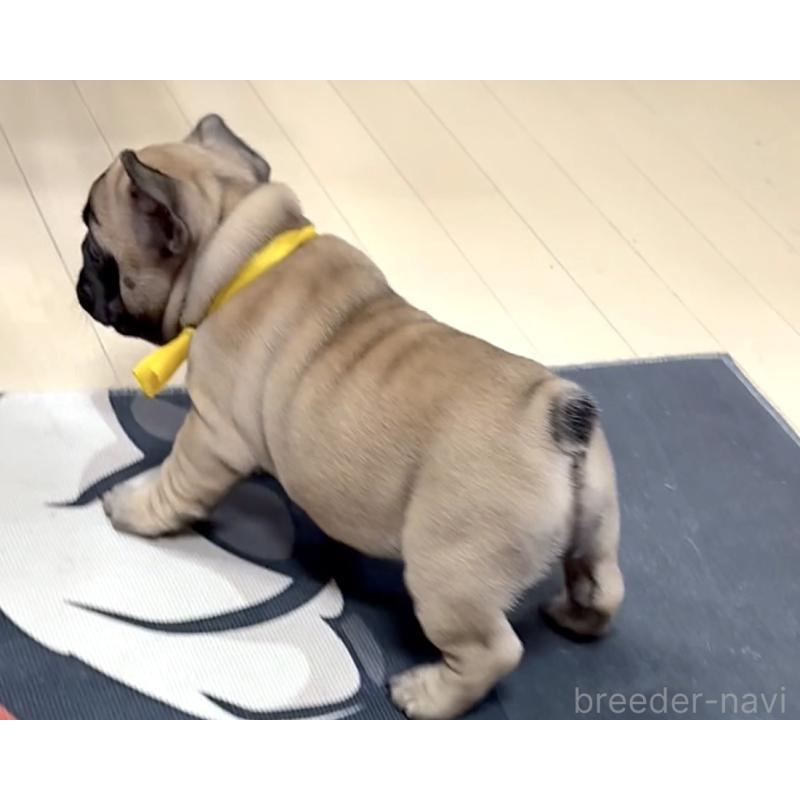 成約済の三重県のフレンチブルドッグ-417892の6枚目