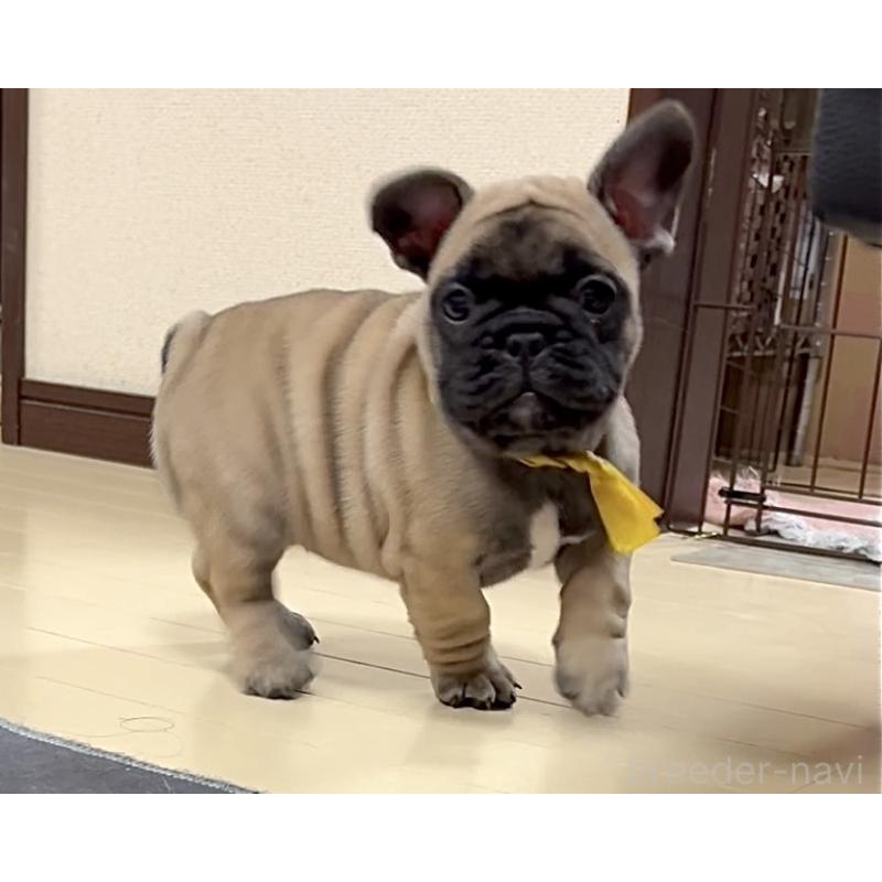 成約済の三重県のフレンチブルドッグ-417892の5枚目