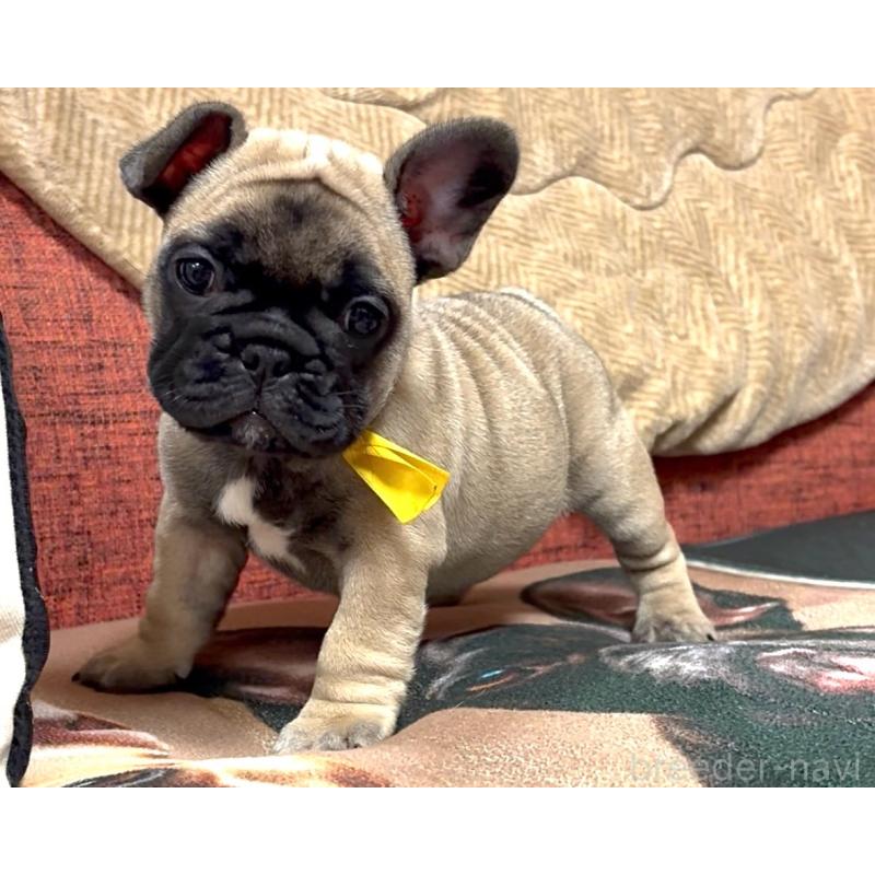 成約済の三重県のフレンチブルドッグ-417892の4枚目