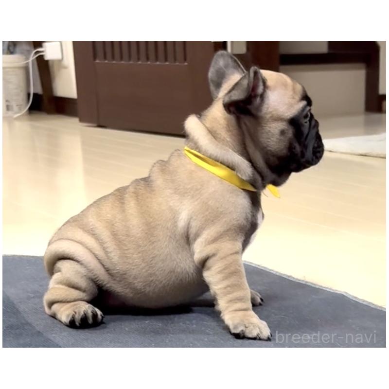 成約済の三重県のフレンチブルドッグ-417892の2枚目