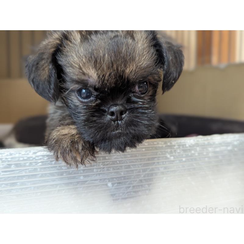 成約済の愛知県のブリュッセルグリフォン-418931の9枚目