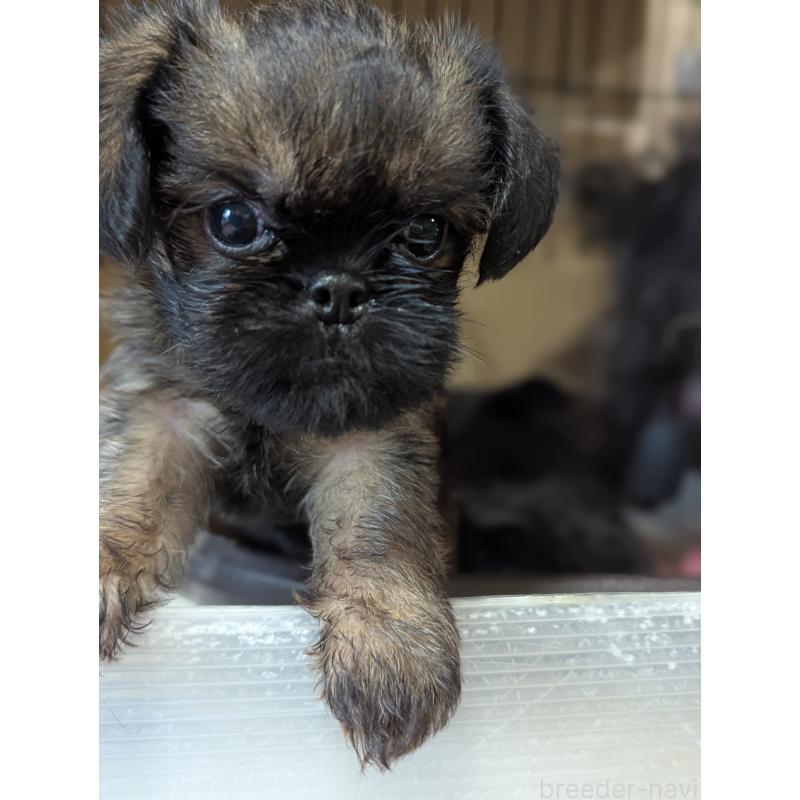 成約済の愛知県のブリュッセルグリフォン-418931の8枚目