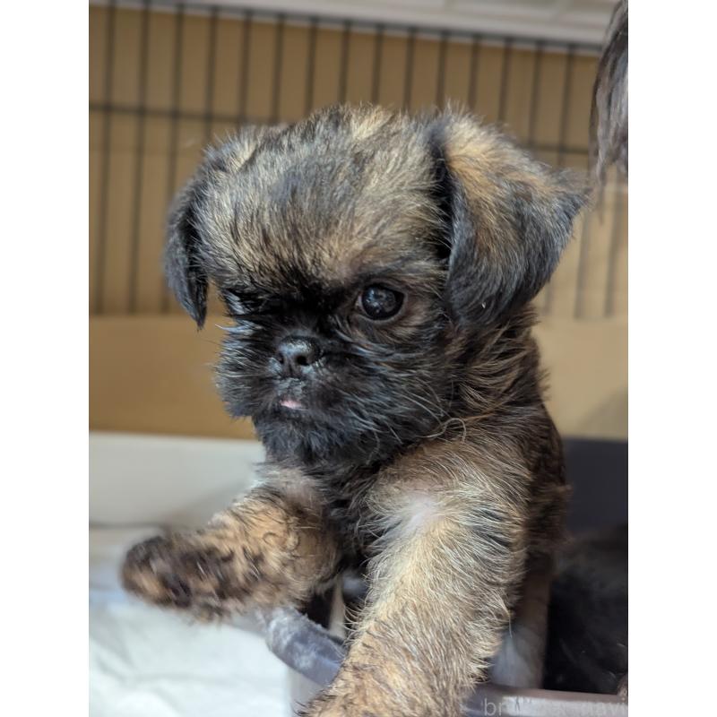 成約済の愛知県のブリュッセルグリフォン-418931の7枚目