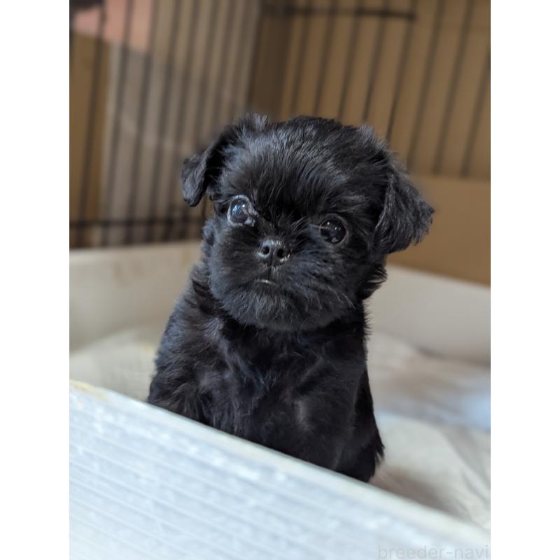 成約済の愛知県のベルジアングリフォン-418929の9枚目