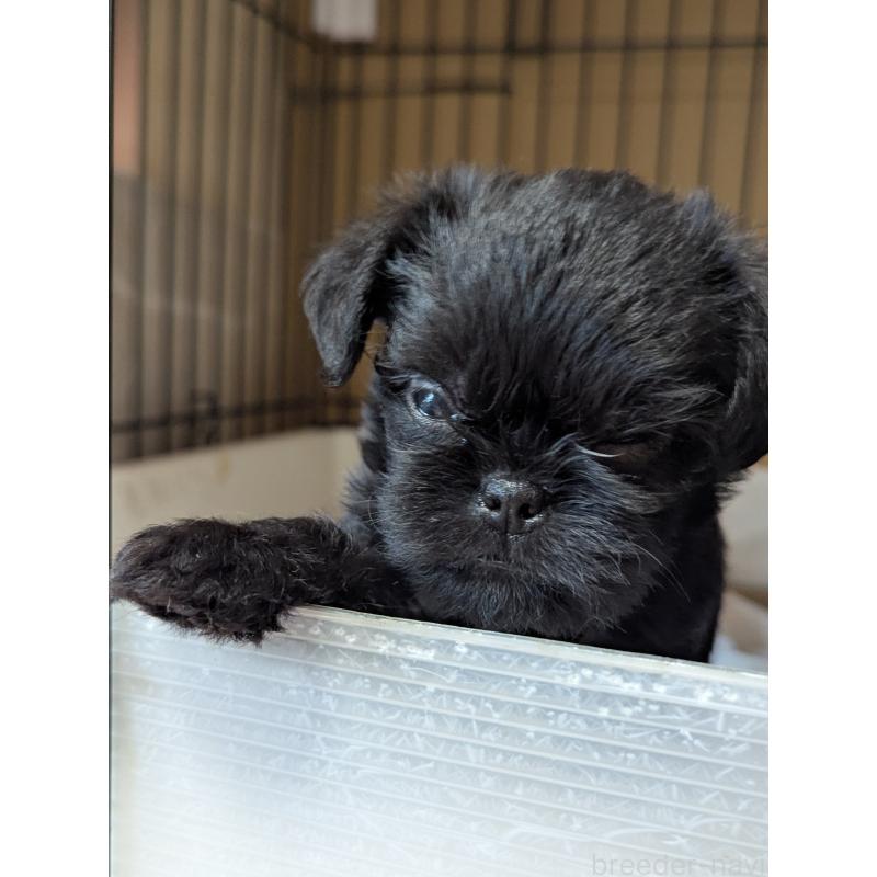 成約済の愛知県のベルジアングリフォン-418929の8枚目