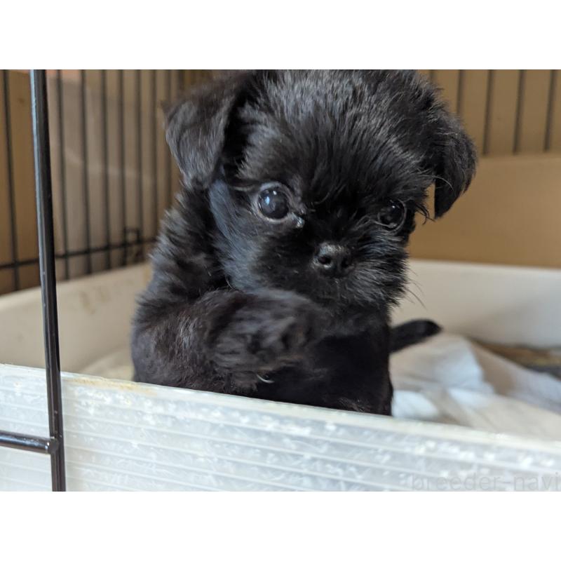 成約済の愛知県のベルジアングリフォン-418929の7枚目