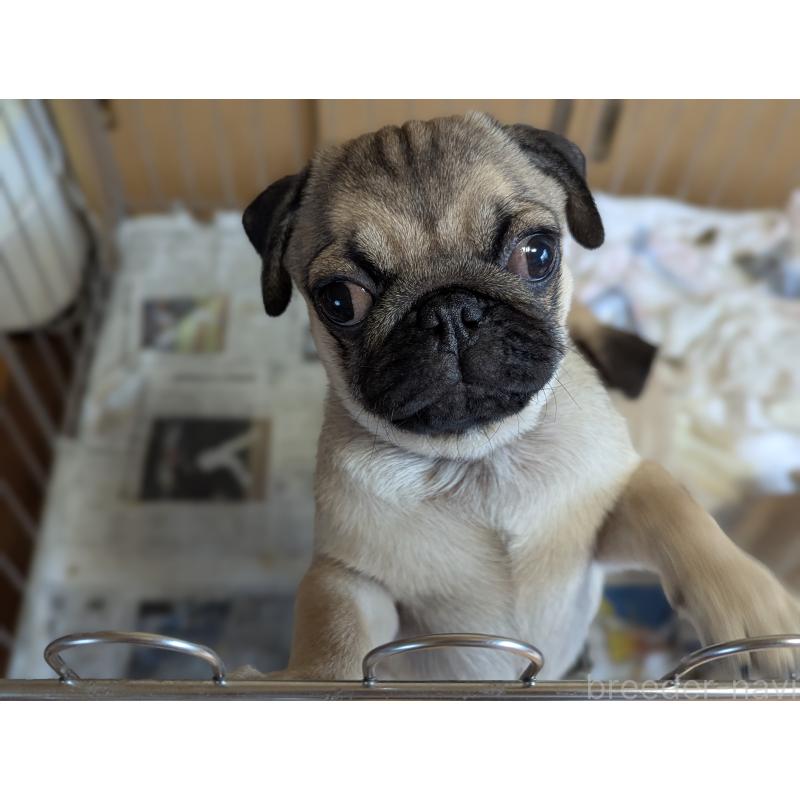 成約済の愛知県のパグ-407918の8枚目