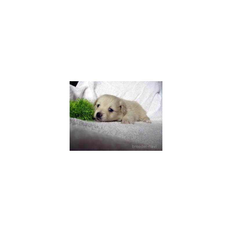 販売中の茨城県のミックス犬-420211の1枚目