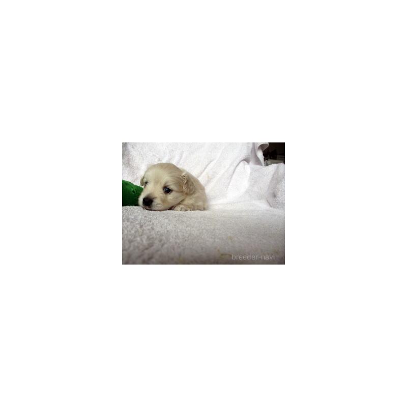 販売中の茨城県のミックス犬-420212の1枚目