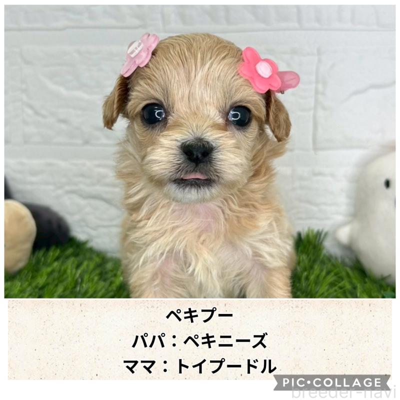 販売中の茨城県のミックス犬-420205の1枚目