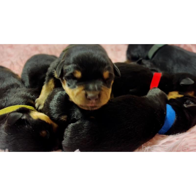 成約済の愛知県のロットワイラー-420077の5枚目