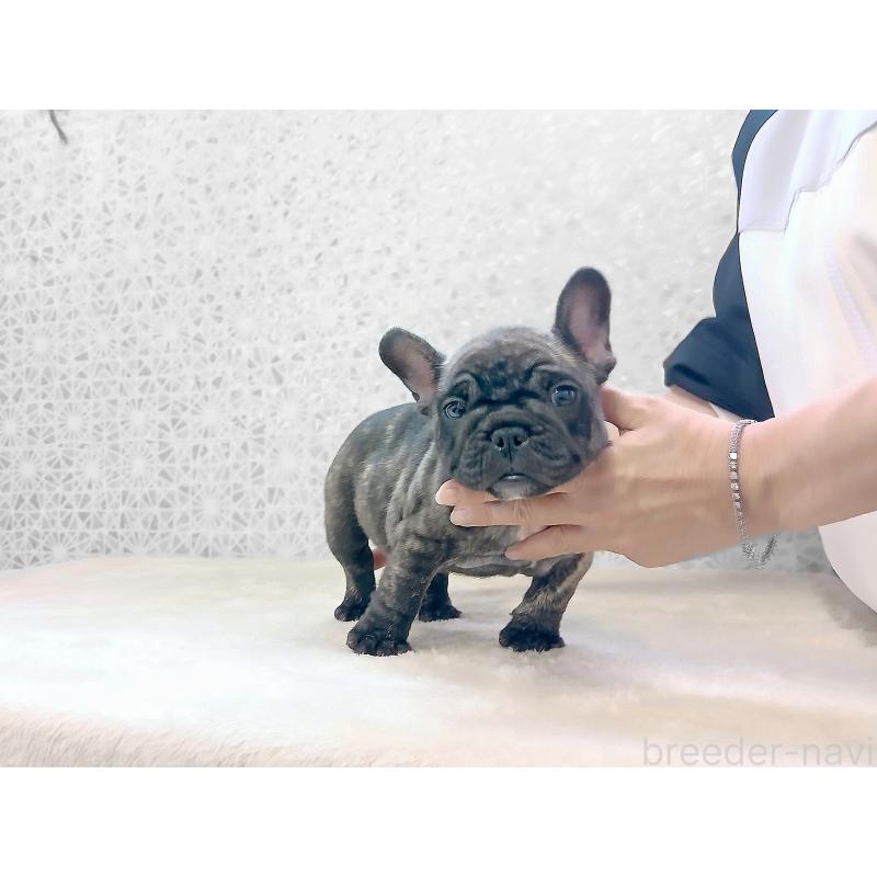 販売中の東京都のフレンチブルドッグ-420213の7枚目
