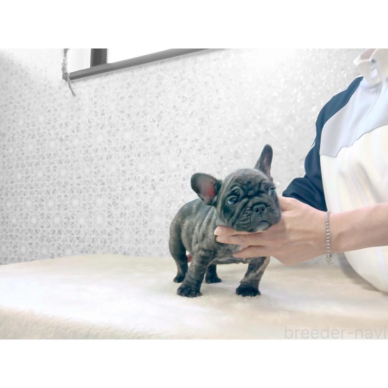 販売中の東京都のフレンチブルドッグ-420213の6枚目