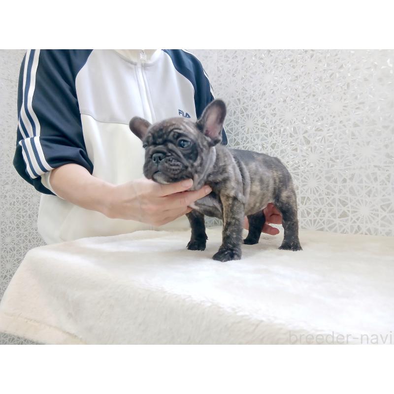 販売中の東京都のフレンチブルドッグ-420213の5枚目