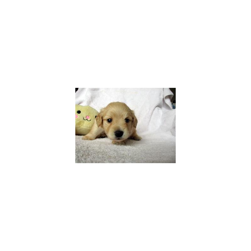 販売中の茨城県のミックス犬-420214の1枚目