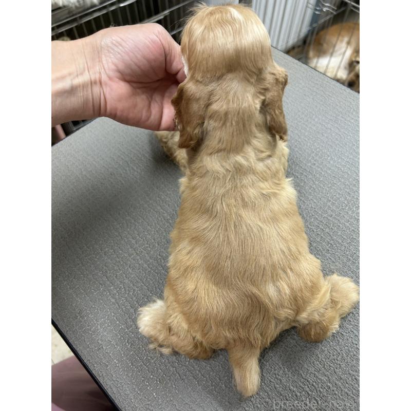 販売中の鹿児島県のアメリカンコッカースパニエル-420215の2枚目