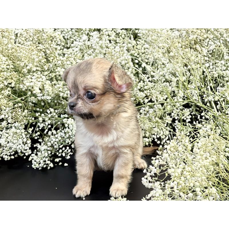 販売中の静岡県のチワワ(ロングコート)-414166の4枚目