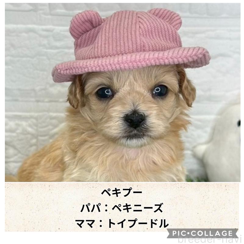 販売中の茨城県のミックス犬-420202の1枚目