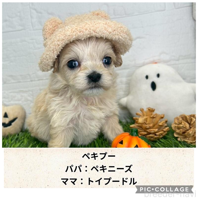 販売中の茨城県のミックス犬-420204の1枚目