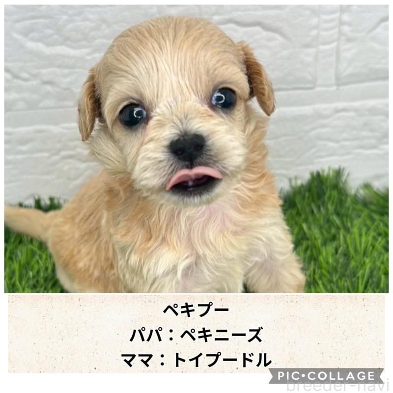 販売中の茨城県のミックス犬-420203の1枚目