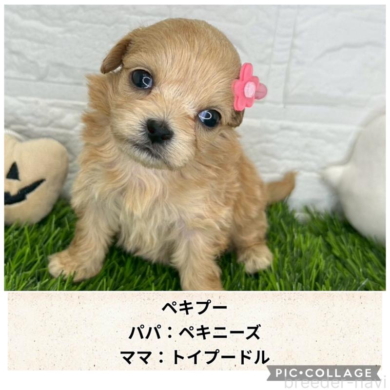 販売中の茨城県のミックス犬-420201の1枚目