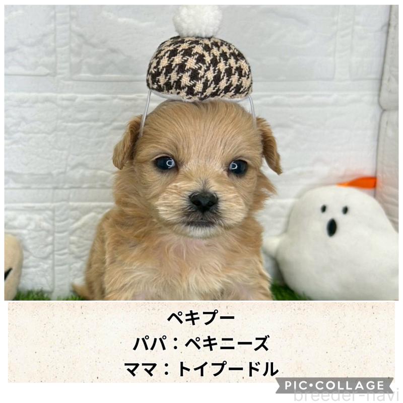 販売中の茨城県のミックス犬-420200の1枚目