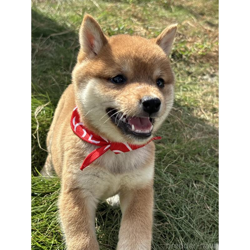 成約済の香川県の豆柴-419331の11枚目