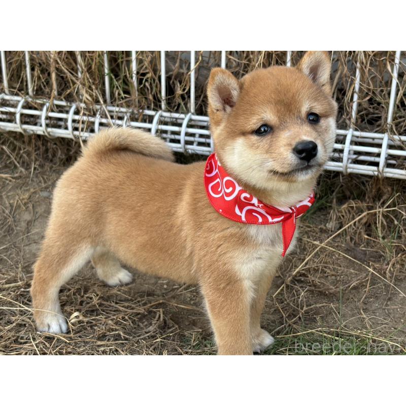 成約済の香川県の豆柴-419331の10枚目