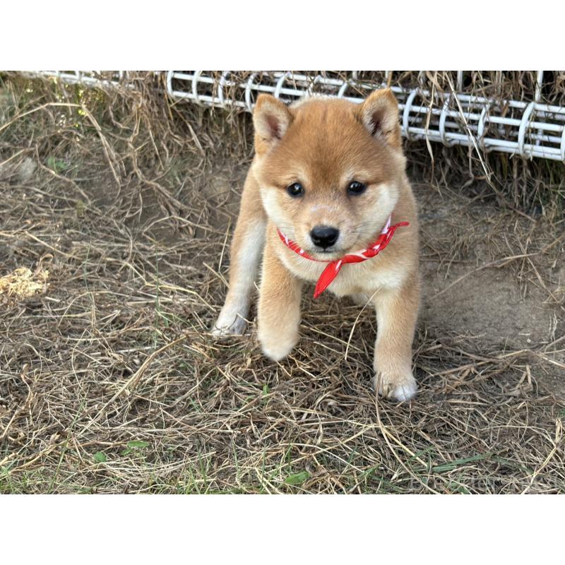 成約済の香川県の豆柴-419331の9枚目