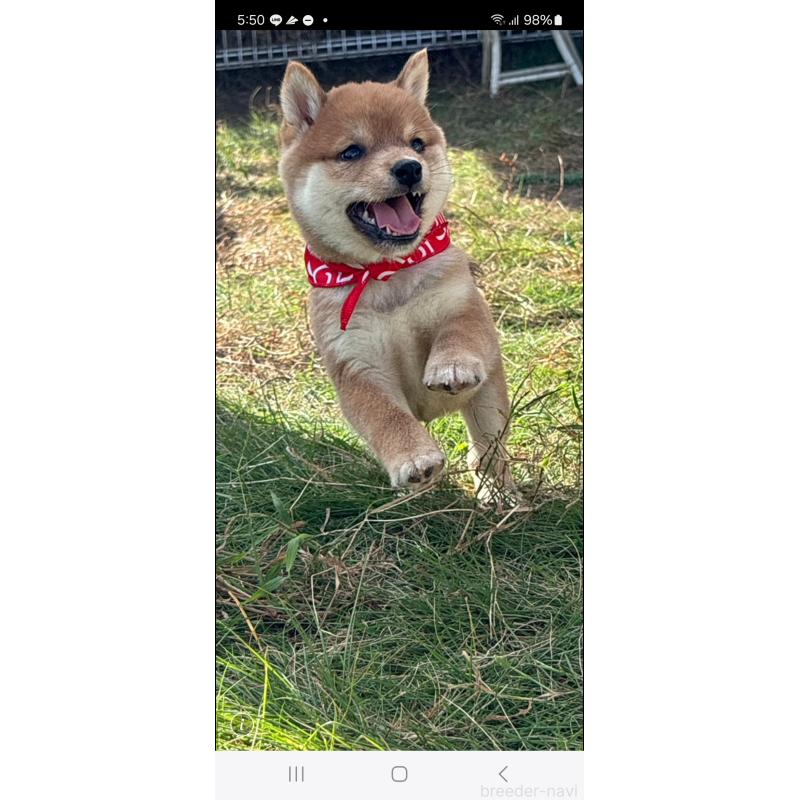 成約済の香川県の豆柴-419331の8枚目