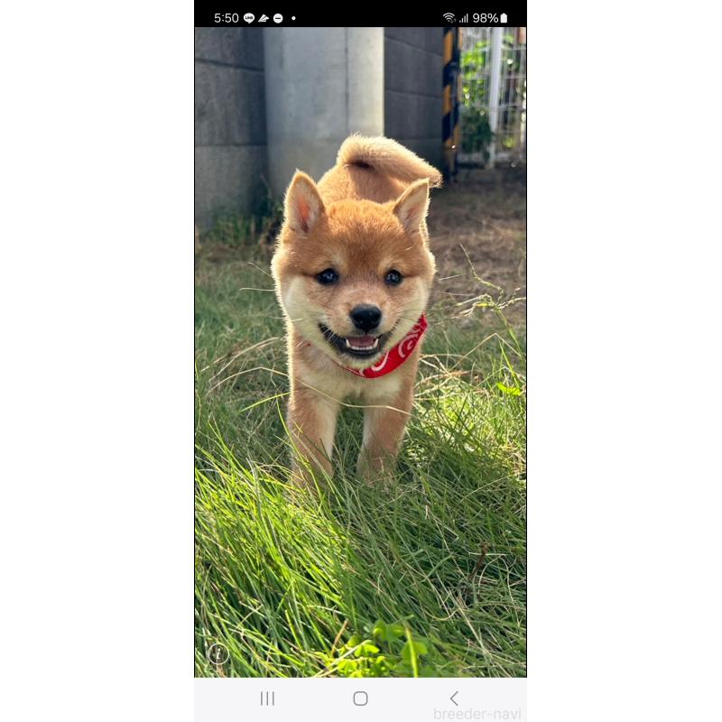 成約済の香川県の豆柴-419331の7枚目