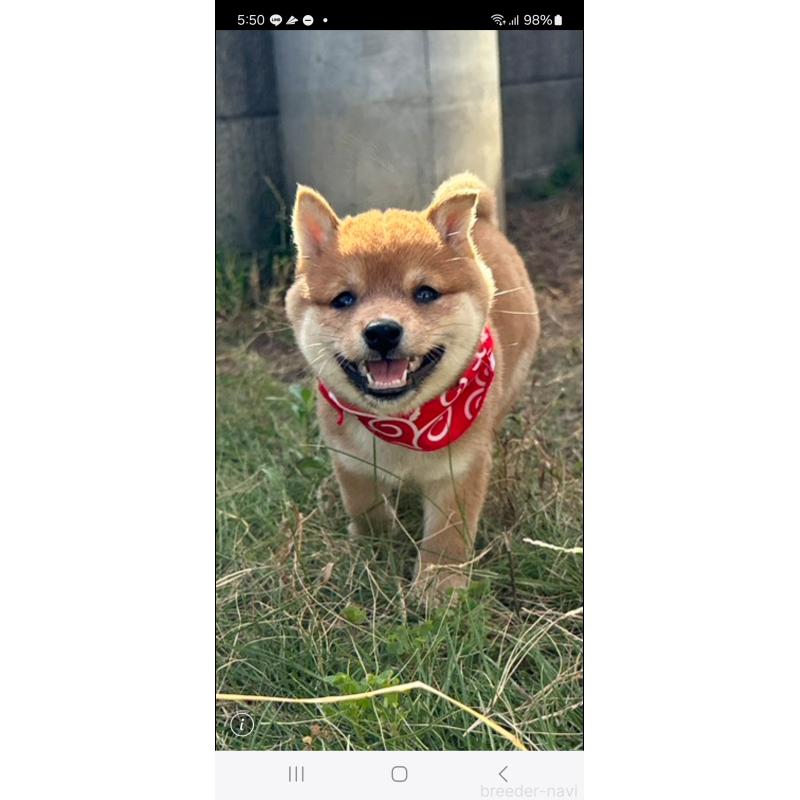 成約済の香川県の豆柴-419331の6枚目