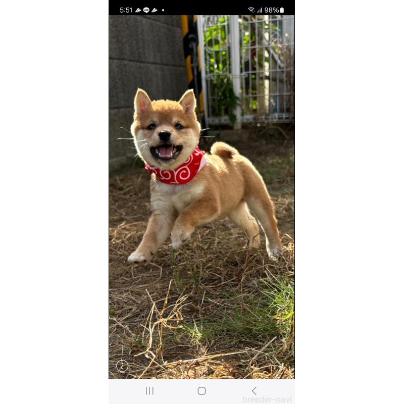 成約済の香川県の豆柴-419331の5枚目