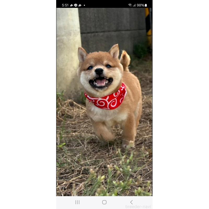 成約済の香川県の豆柴-419331の4枚目