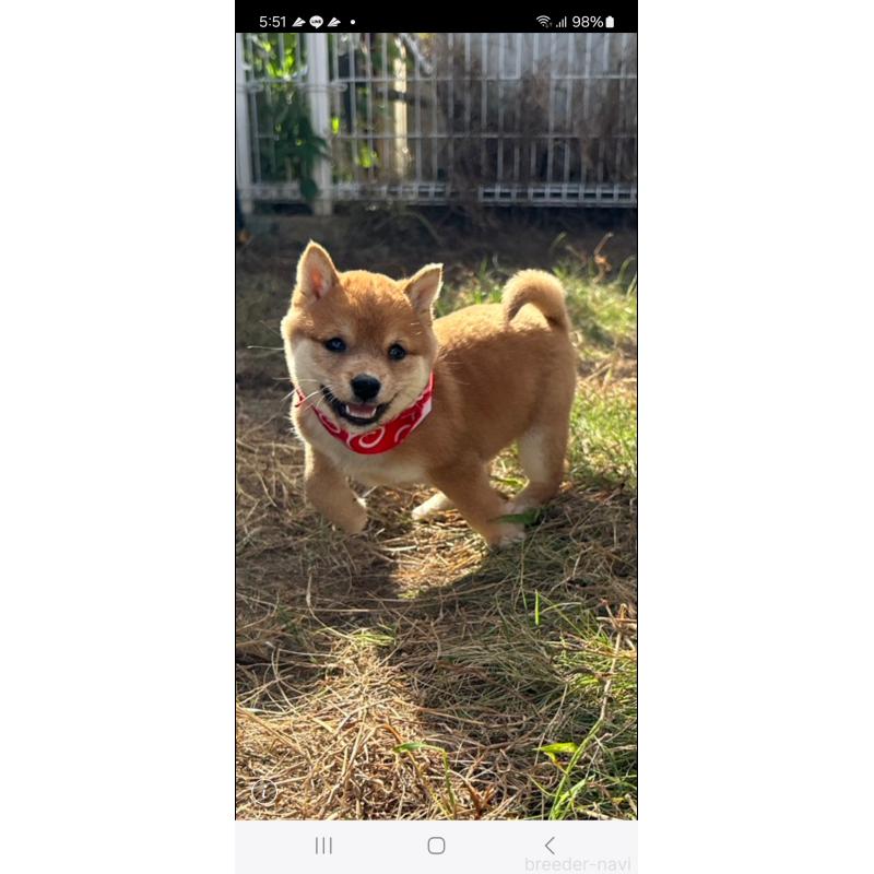 成約済の香川県の豆柴-419331の3枚目