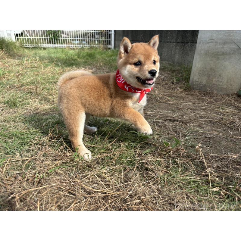 成約済の香川県の豆柴-419331の2枚目