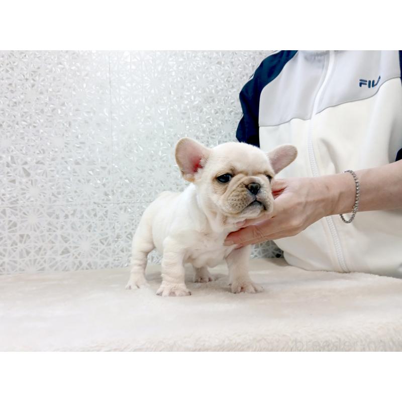 販売中の東京都のフレンチブルドッグ-420237の6枚目