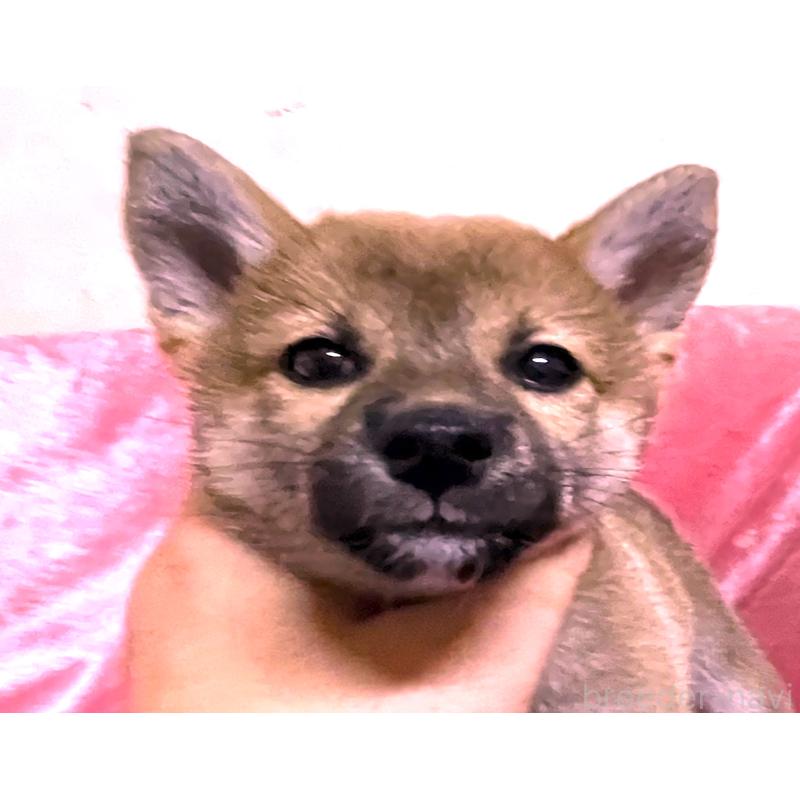 販売中の大阪府の柴犬-420252の5枚目