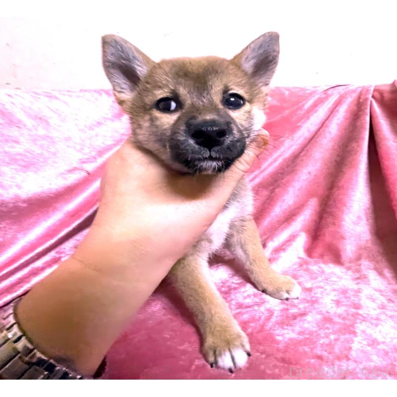 販売中の大阪府の柴犬-420252の4枚目