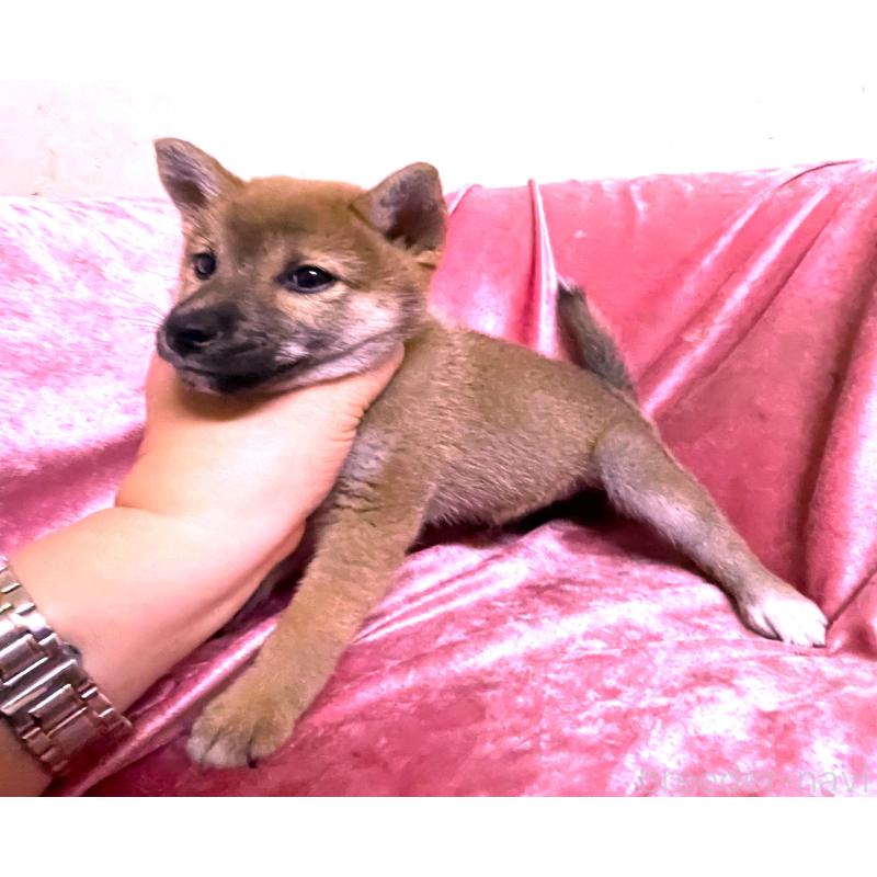 販売中の大阪府の柴犬-420252の3枚目