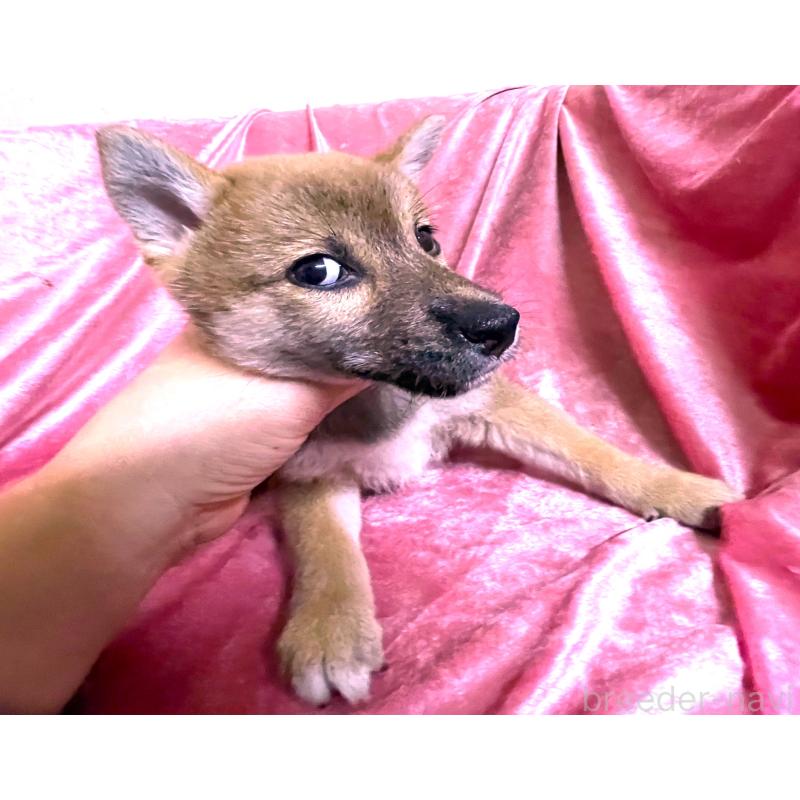 販売中の大阪府の柴犬-420252の2枚目