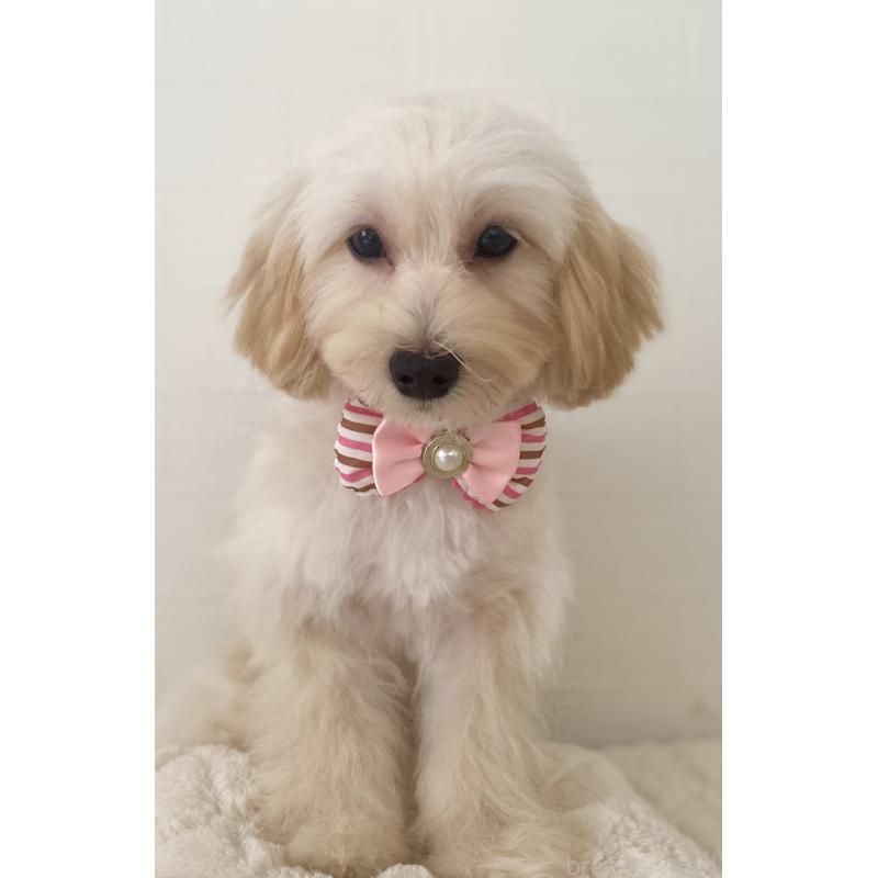 成約済の静岡県のマルプー:マルチーズ×トイプードル-405365の4枚目