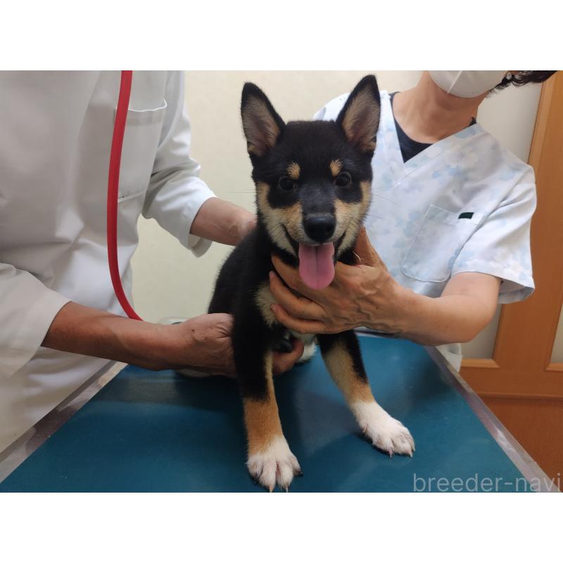 商談中の大阪府の柴犬-406923の3枚目