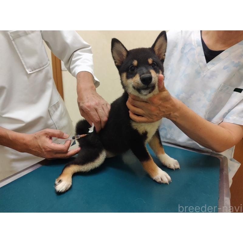 商談中の大阪府の柴犬-406923の2枚目