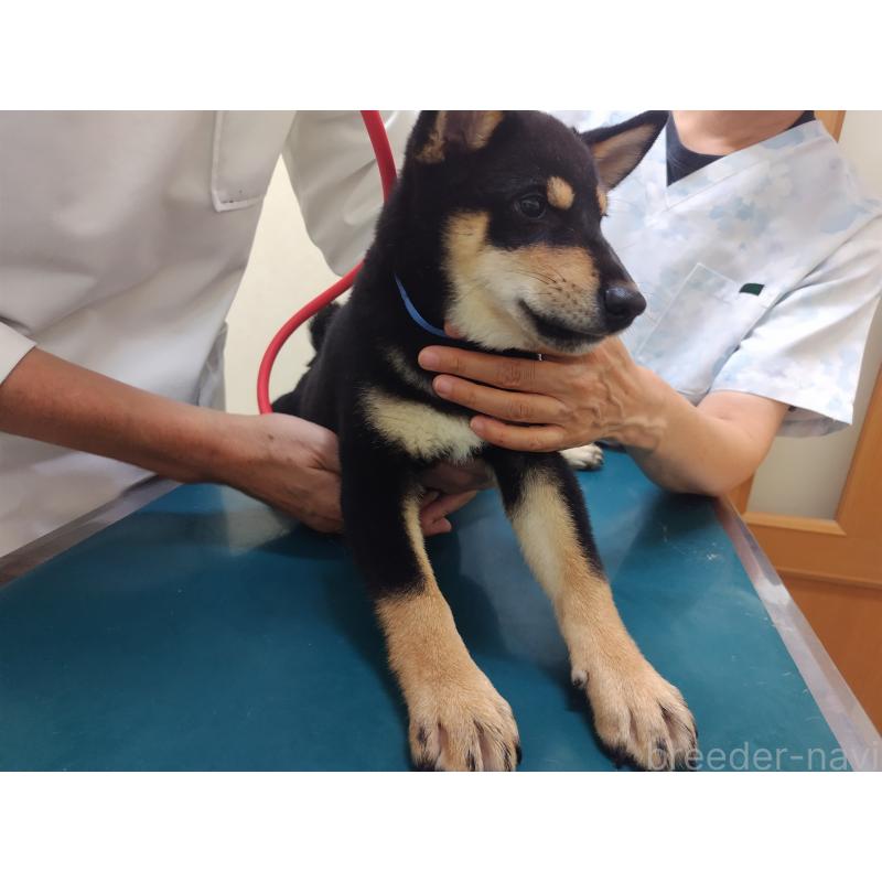 成約済の大阪府の柴犬-406929の3枚目