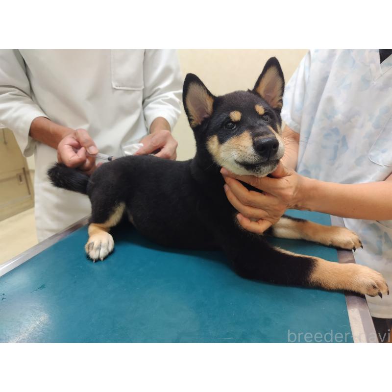 成約済の大阪府の柴犬-406929の2枚目