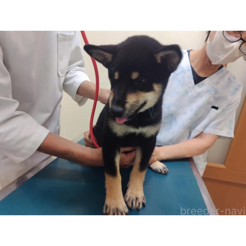 成約済の大阪府の柴犬-406931の3枚目