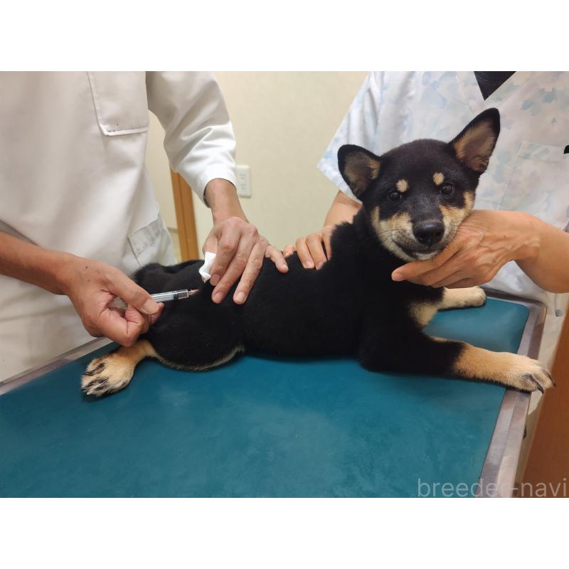 成約済の大阪府の柴犬-406931の2枚目