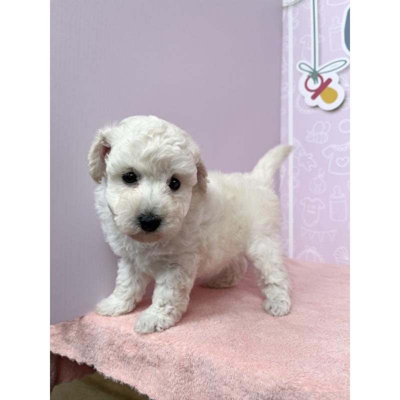 成約済の東京都のトイプードル-416781の5枚目